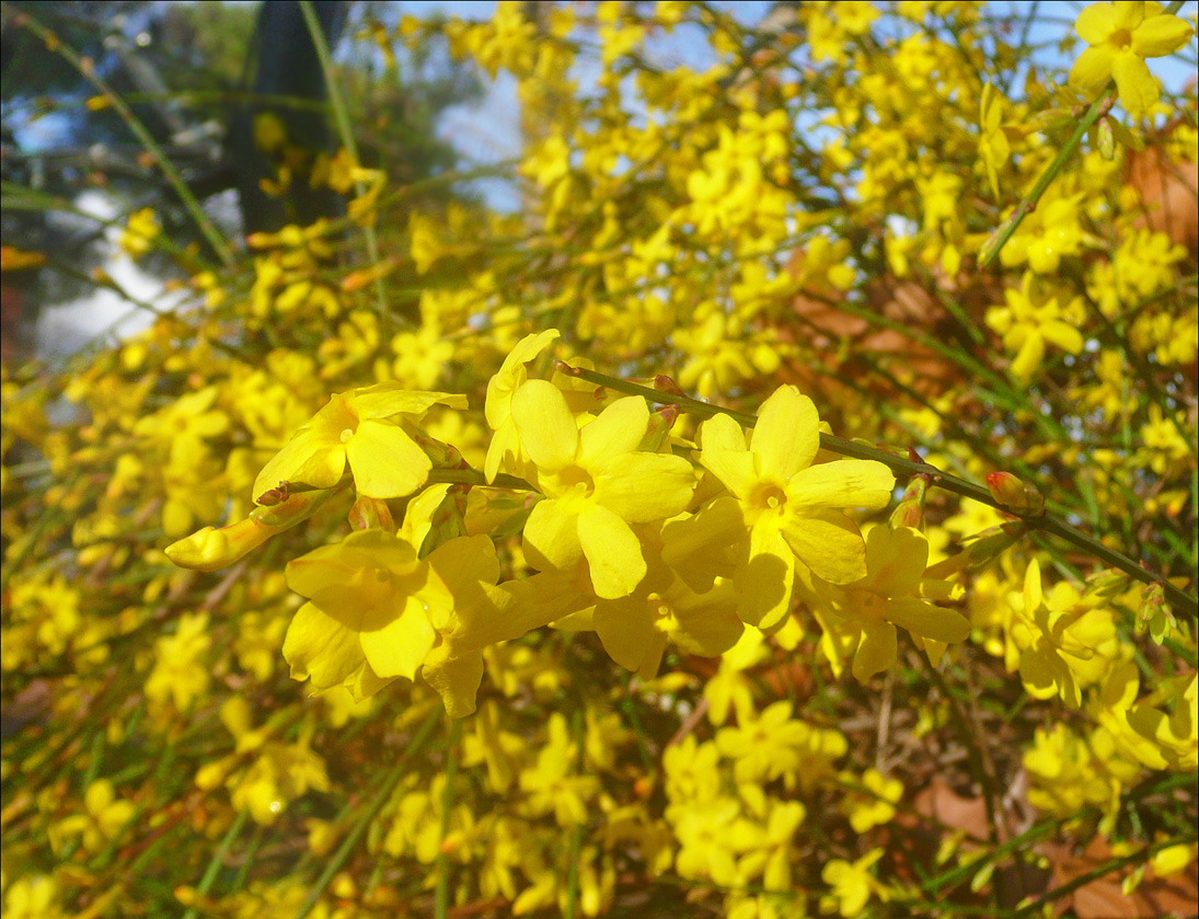 Image of Jasminum nudiflorum specimen.