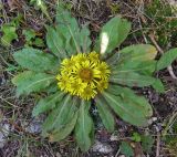 Inula rhizocephala