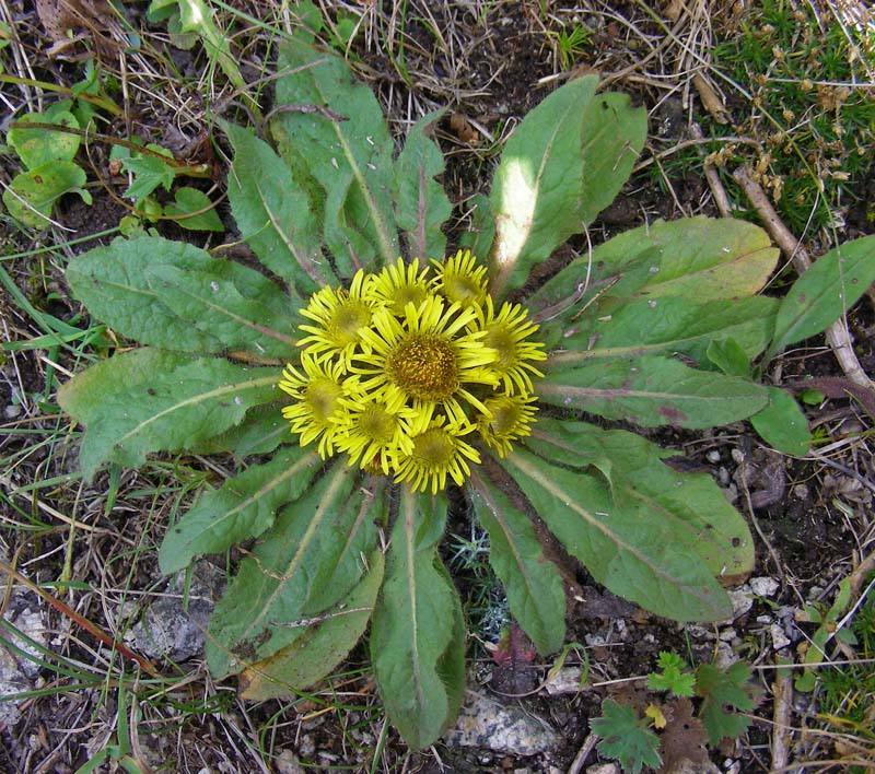 Изображение особи Inula rhizocephala.