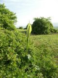 Arum rupicola