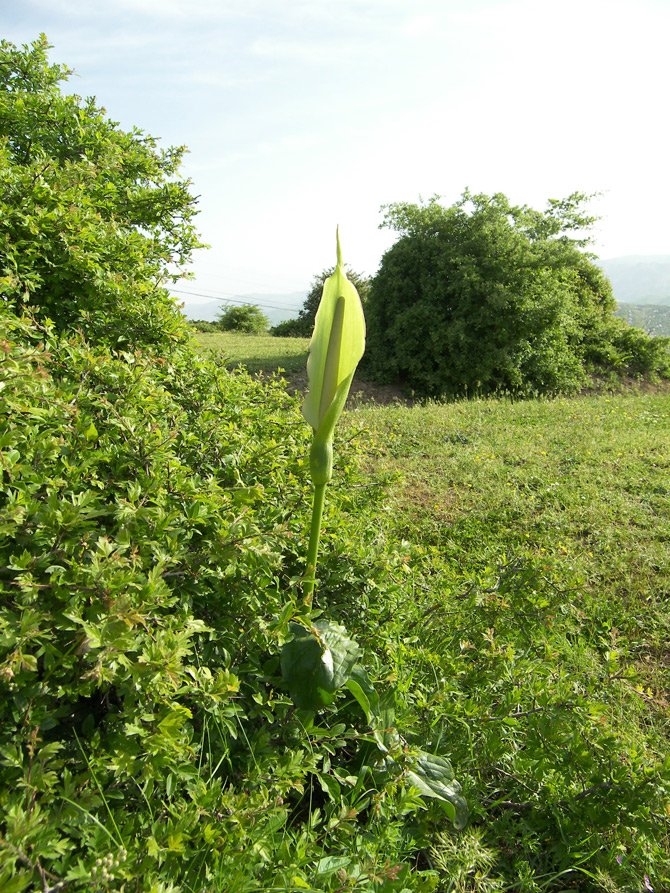 Изображение особи Arum rupicola.