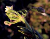 Spergula arvensis