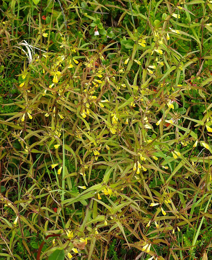 Image of Melampyrum pratense specimen.