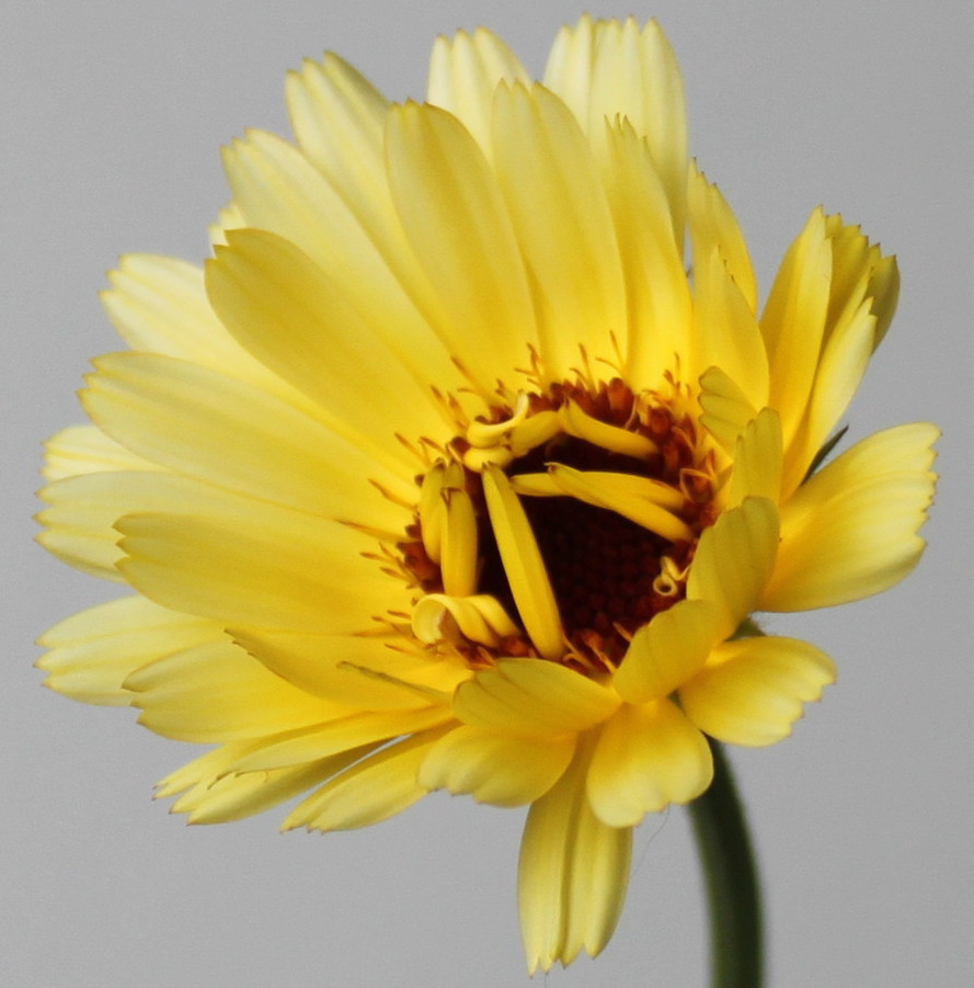 Изображение особи Calendula officinalis.
