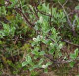 Salix glauca. Ветвь с женскими соцветиями. Мурманская обл., Кандалакшский р-н, окр. пос. Лувеньга, южный склон гор Лувеньгские Тундры, тундровый пояс, 350 м н.у.м. 01.07.2010.