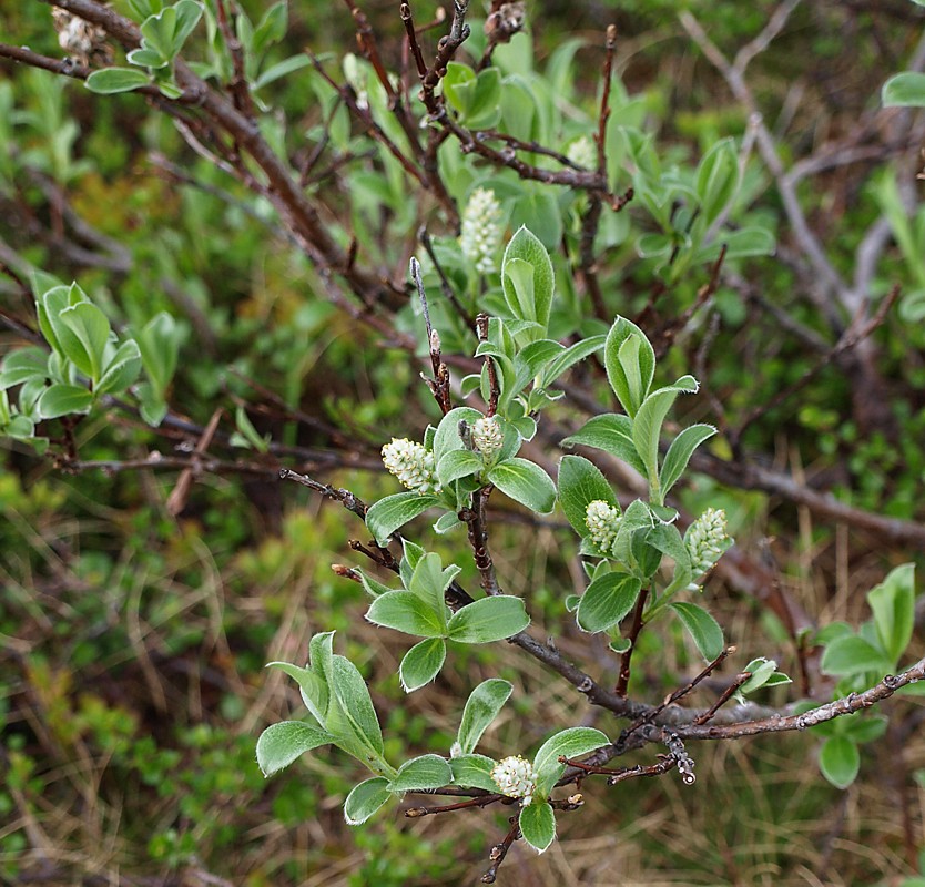 Image of Salix glauca specimen.