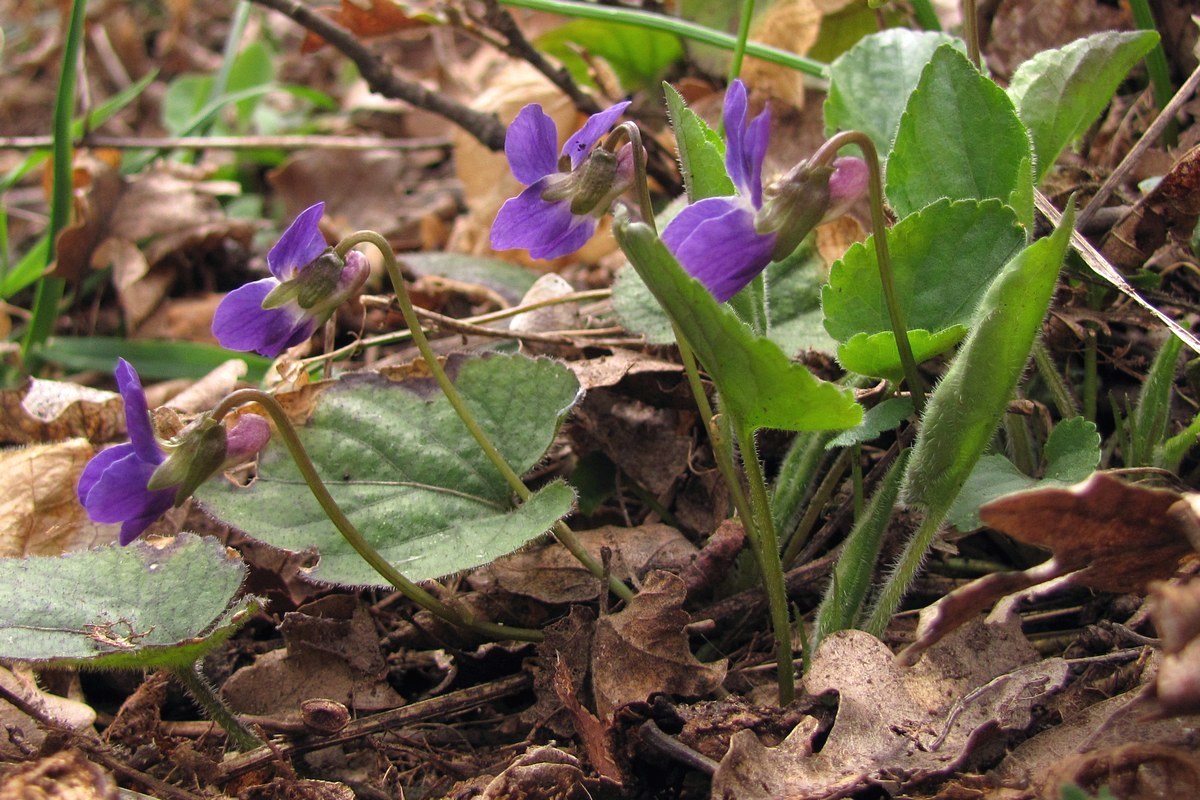 Image of Viola dehnhardtii specimen.