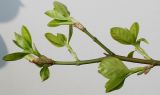 Euonymus fortunei