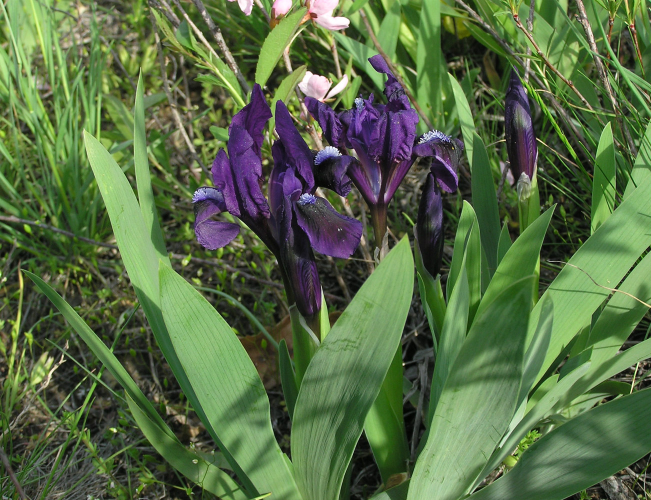 Image of Iris pumila specimen.