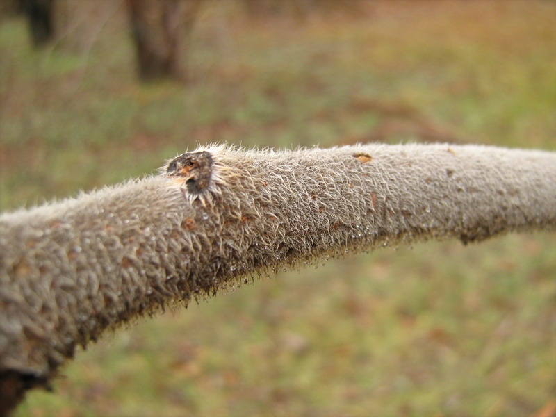 Изображение особи Rhus typhina.