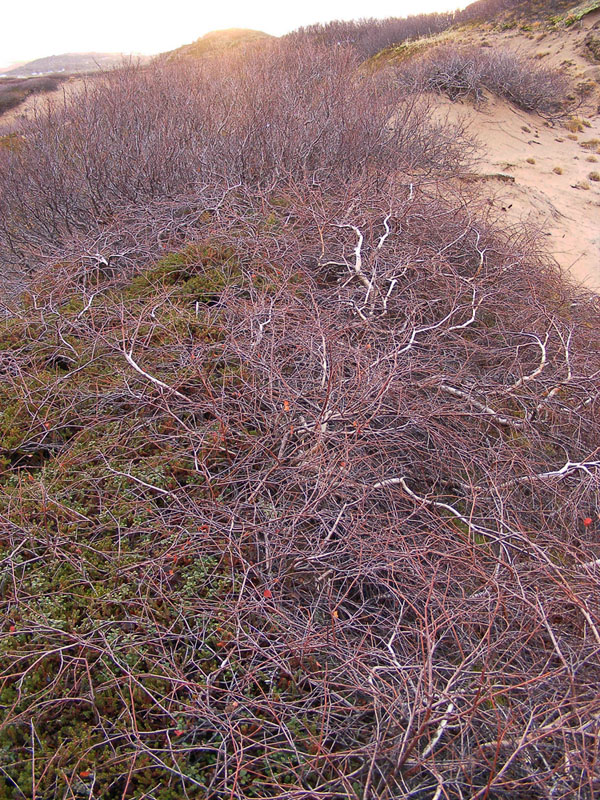 Image of genus Betula specimen.