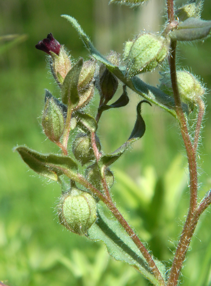 Image of Nonea rossica specimen.