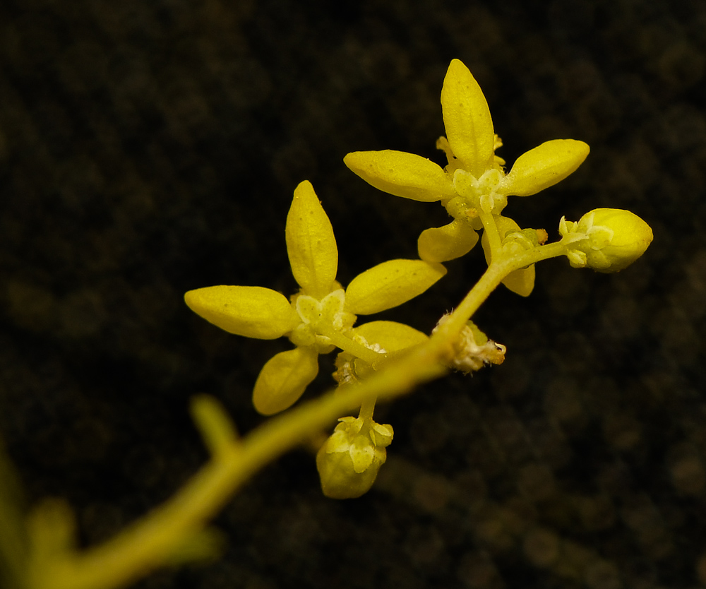 Image of Haplophyllum tuberculatum specimen.