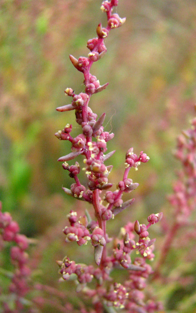 Image of Suaeda prostrata specimen.