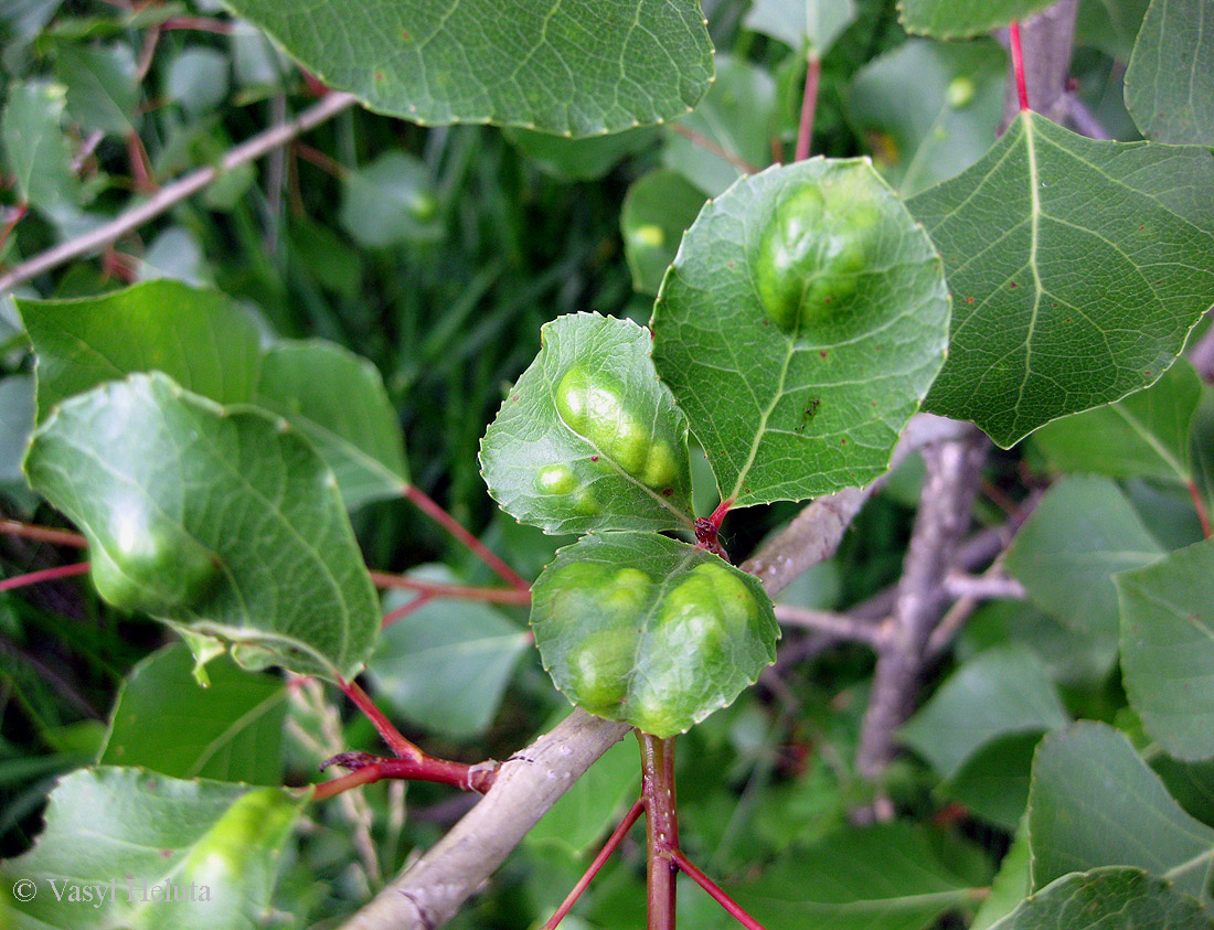 Изображение особи Populus nigra.