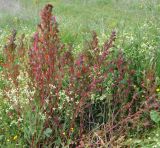 Chenopodium strictum