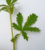 Potentilla intermedia