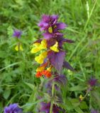 Melampyrum nemorosum