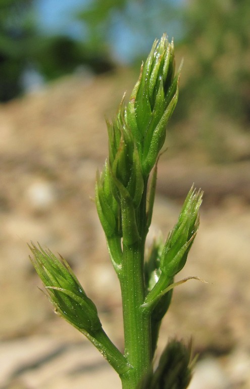 Изображение особи Ruscus aculeatus.