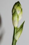 Image of taxon representative. Author is Валерий Куделя