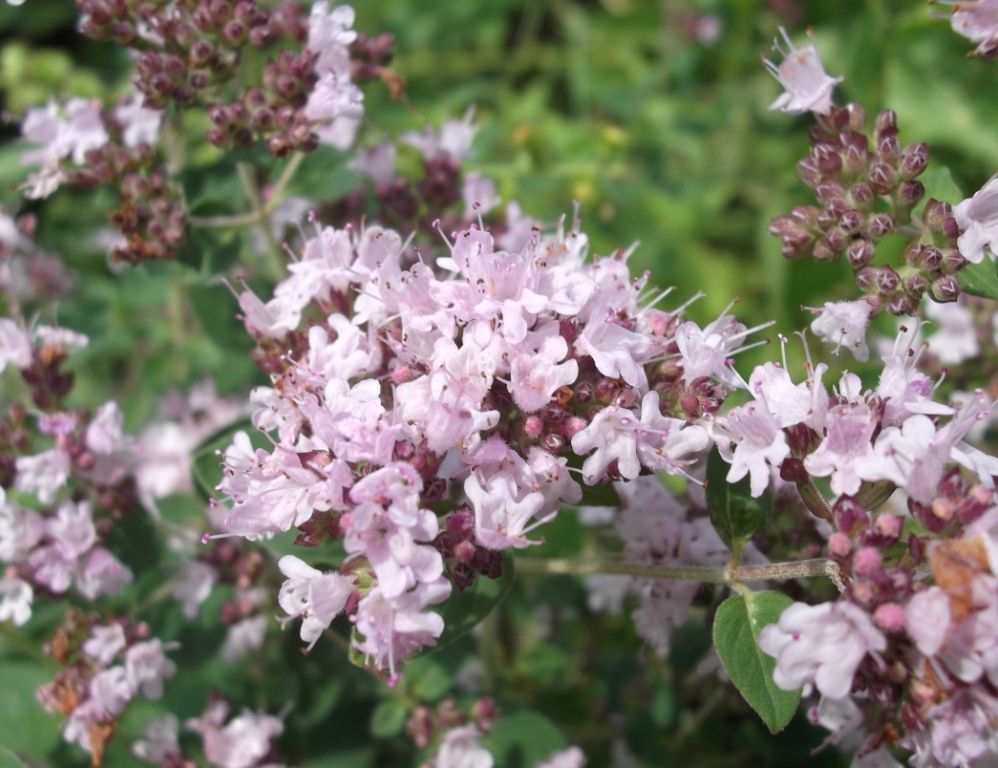 Image of Origanum vulgare specimen.