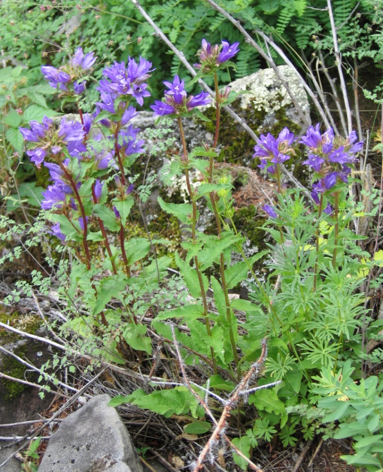 Image of Campanula glomerata specimen.