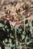 Astragalus megalomerus