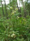 Zigadenus sibiricus