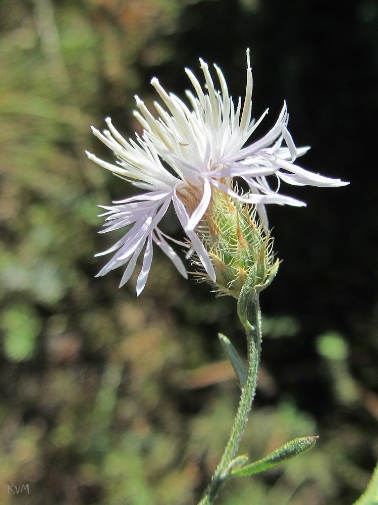 Изображение особи Centaurea diffusa.