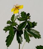 Potentilla erecta