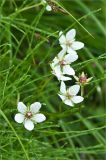 Parnassia palustris