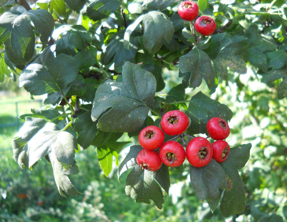 Image of Crataegus × media specimen.