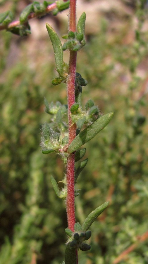Image of Bassia hyssopifolia specimen.