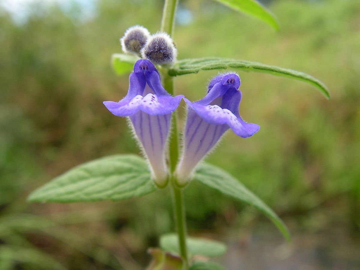 Изображение особи Scutellaria krasevii.