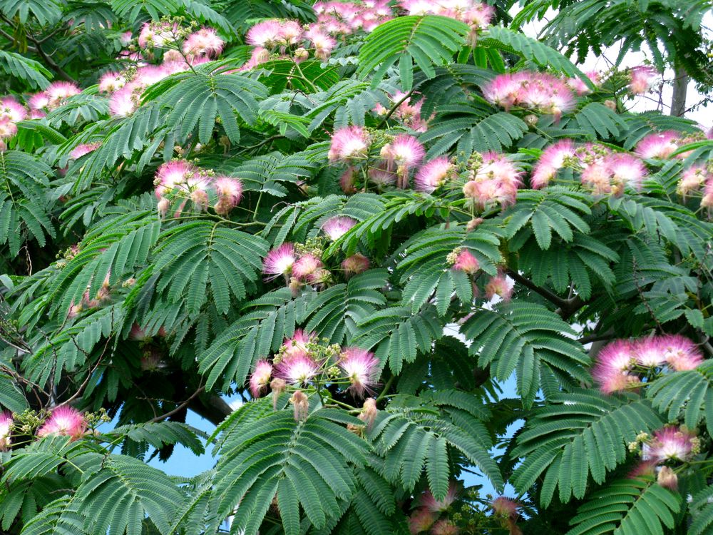 Изображение особи Albizia julibrissin.