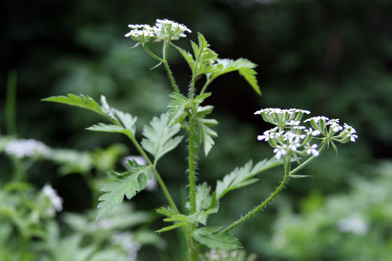 Изображение особи Physocaulis nodosus.