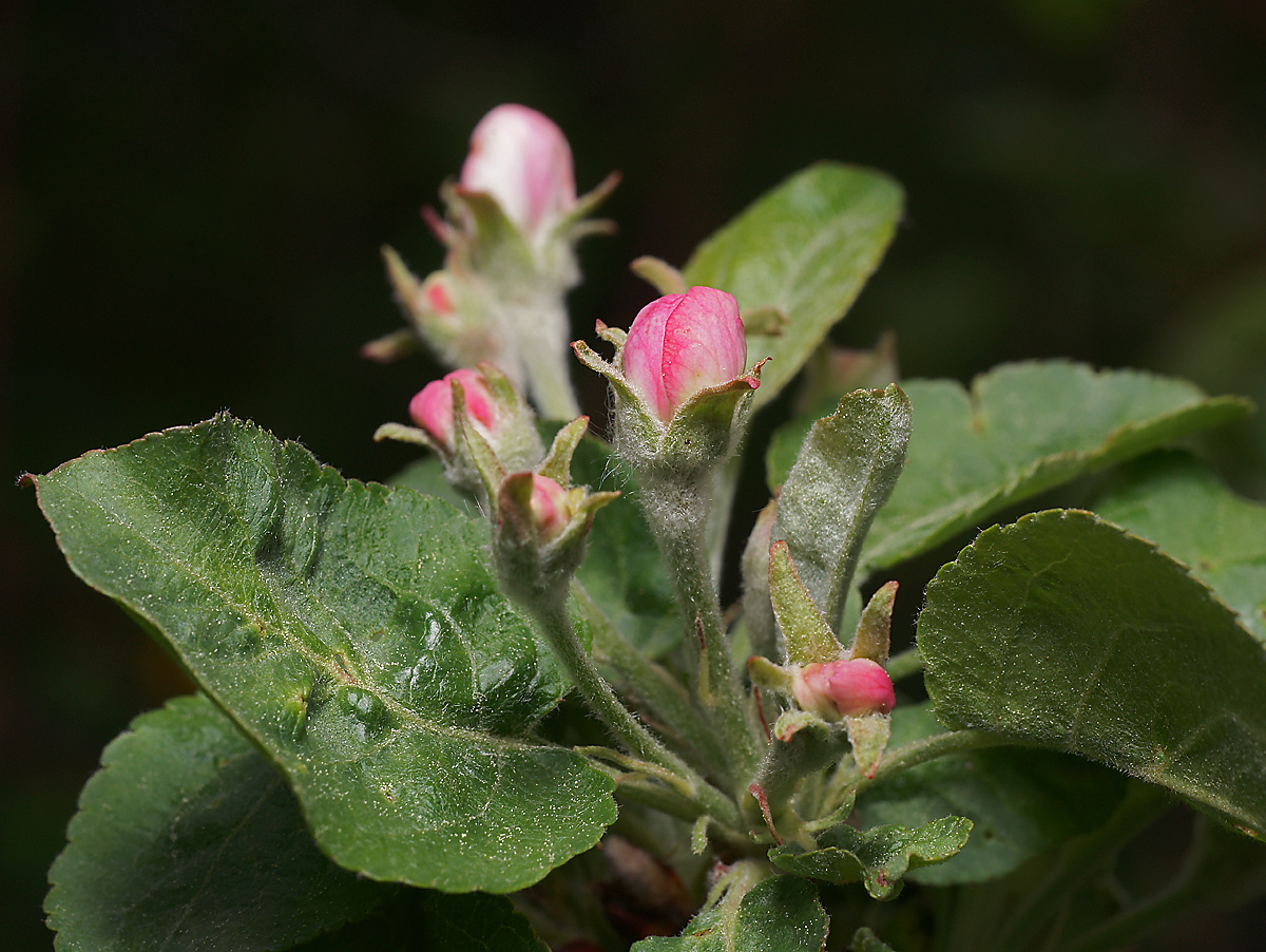 Изображение особи Malus domestica.