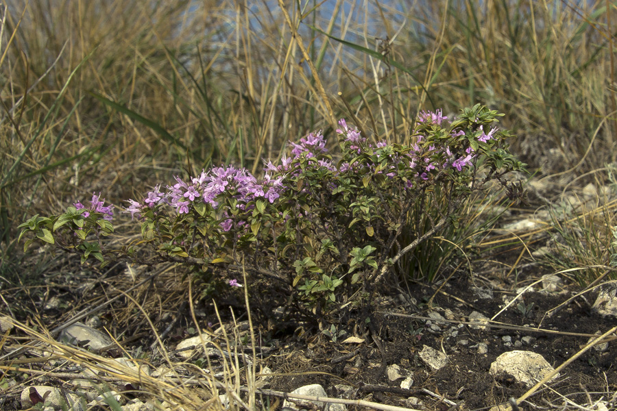 Image of Thymus bashkiriensis specimen.