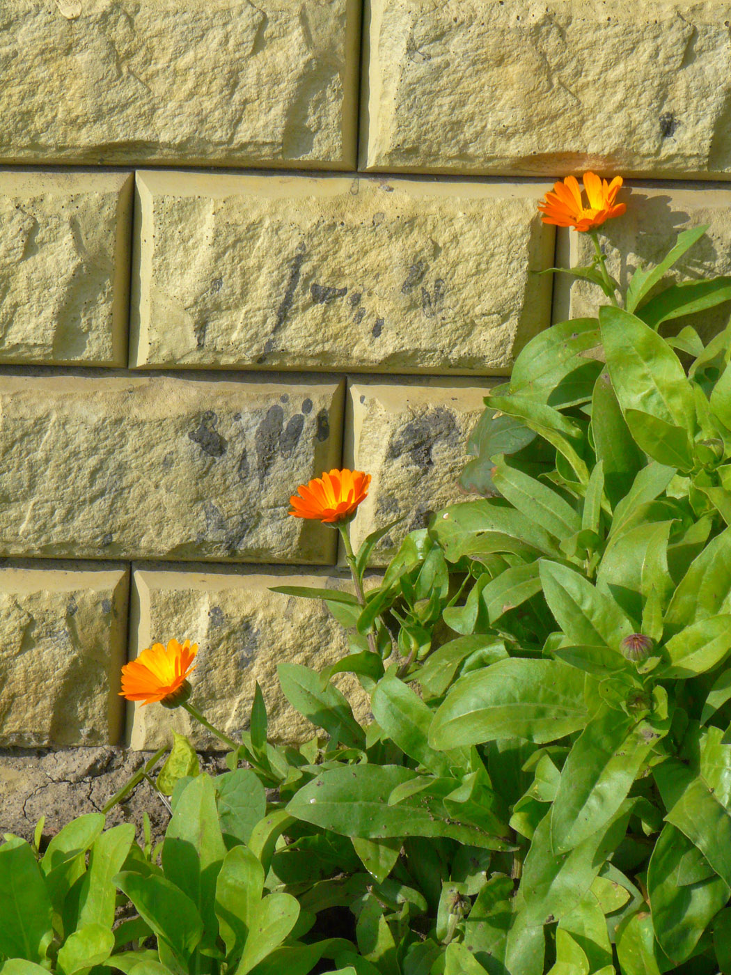 Изображение особи Calendula officinalis.