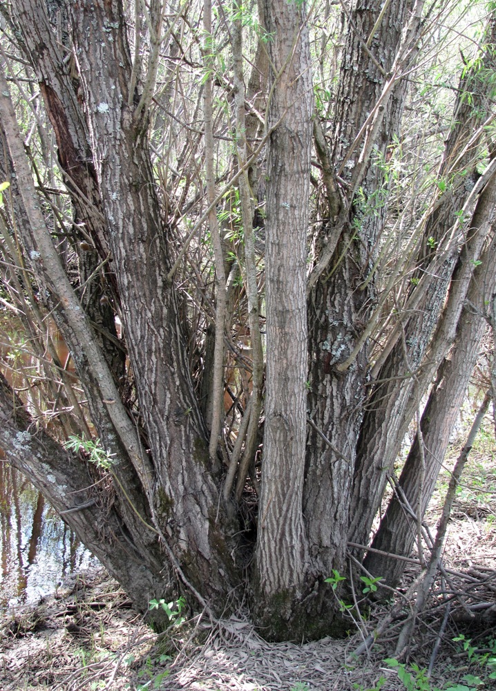 Изображение особи Salix gmelinii.