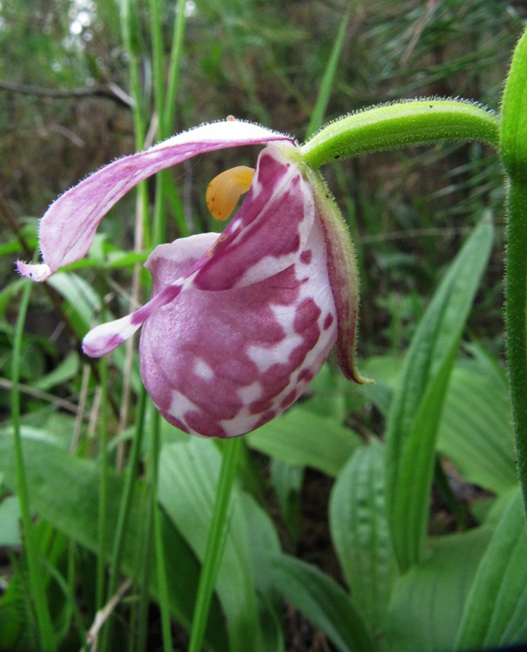 Image of Cypripedium guttatum specimen.