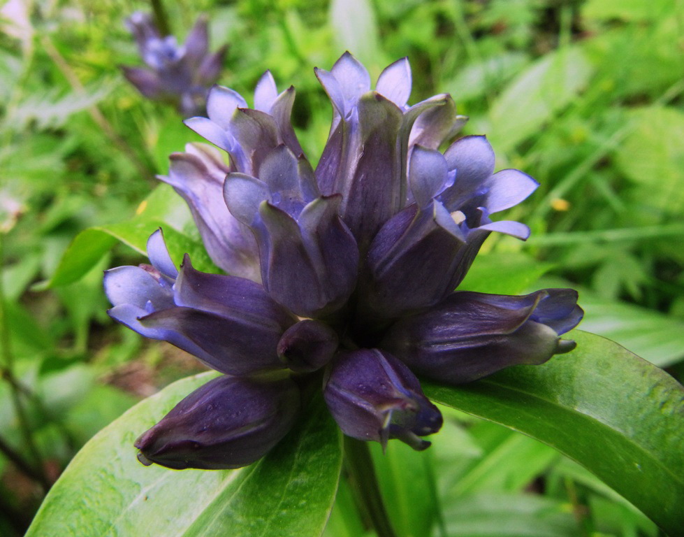 Image of Gentiana macrophylla specimen.