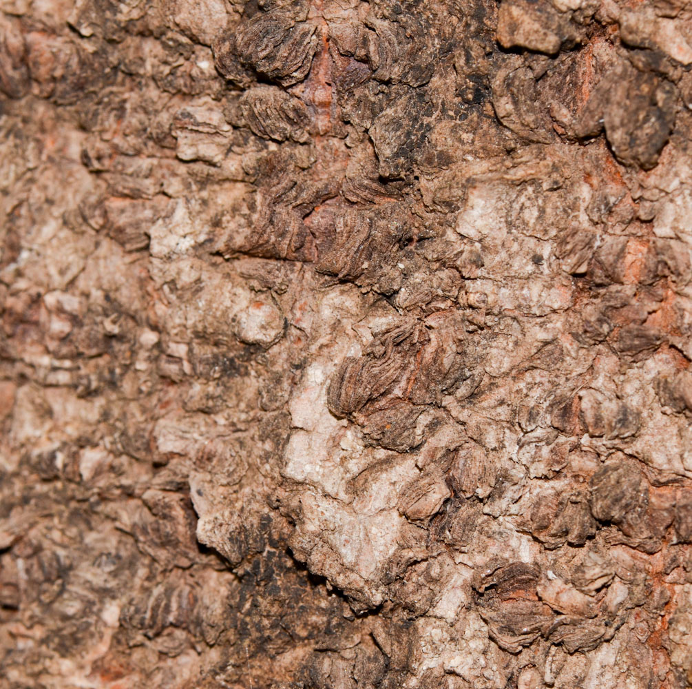 Image of Ficus elastica specimen.