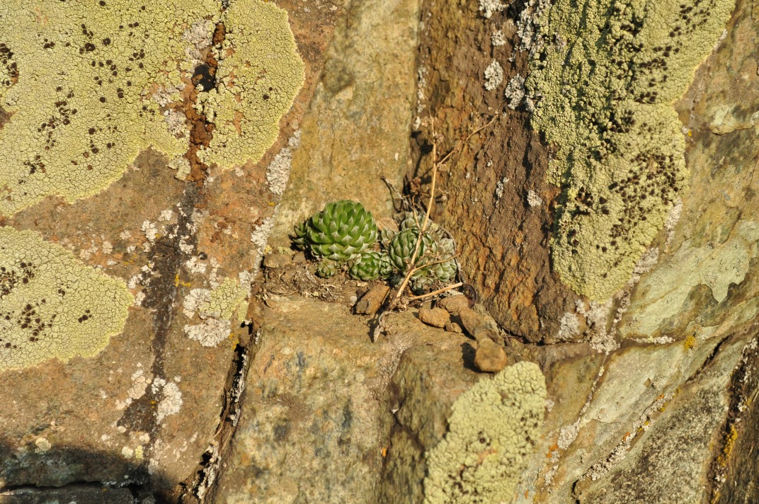 Изображение особи Orostachys spinosa.