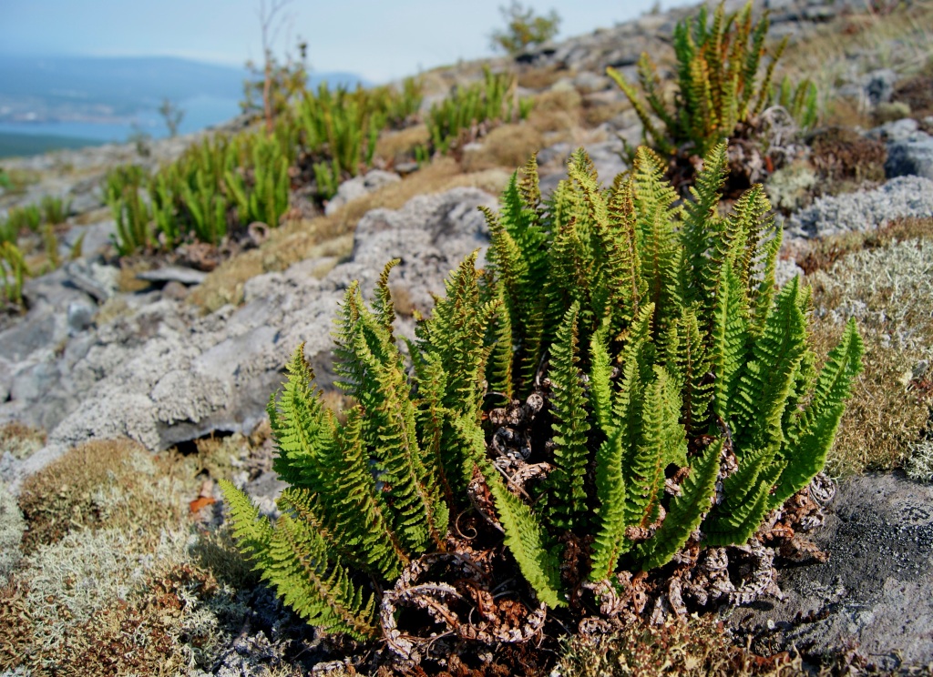 Image of Dryopteris fragrans specimen.