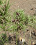 Poa bulbosa ssp. vivipara