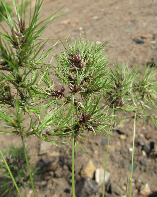 Изображение особи Poa bulbosa ssp. vivipara.