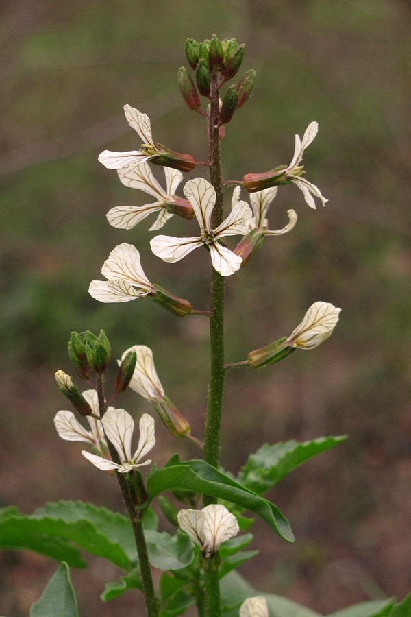 Изображение особи Eruca sativa.