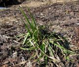 Carex pseudocyperus