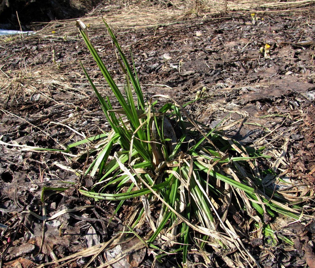 Изображение особи Carex pseudocyperus.